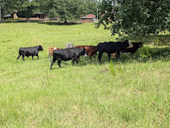 Farm cattle